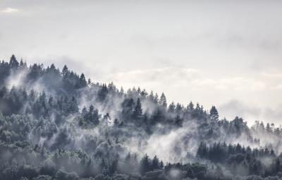 Fototapete Natur und Waldmotiv