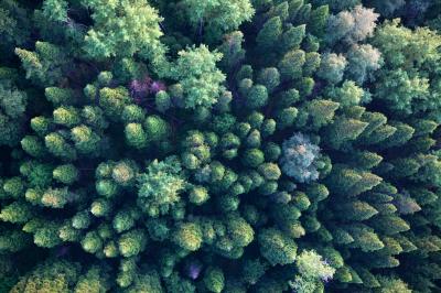 Fototapete Waldlandschaft aus der Vogelperpektive