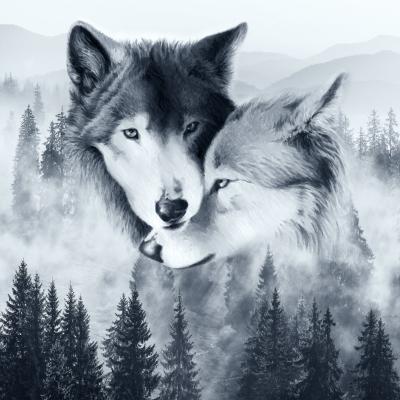 Fototapete wolf,drawing,painting,wolf Wallpaper,Wallpaper on the wall