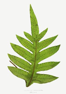 Poster Polypodium Lepidopodum