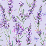 Lavendel