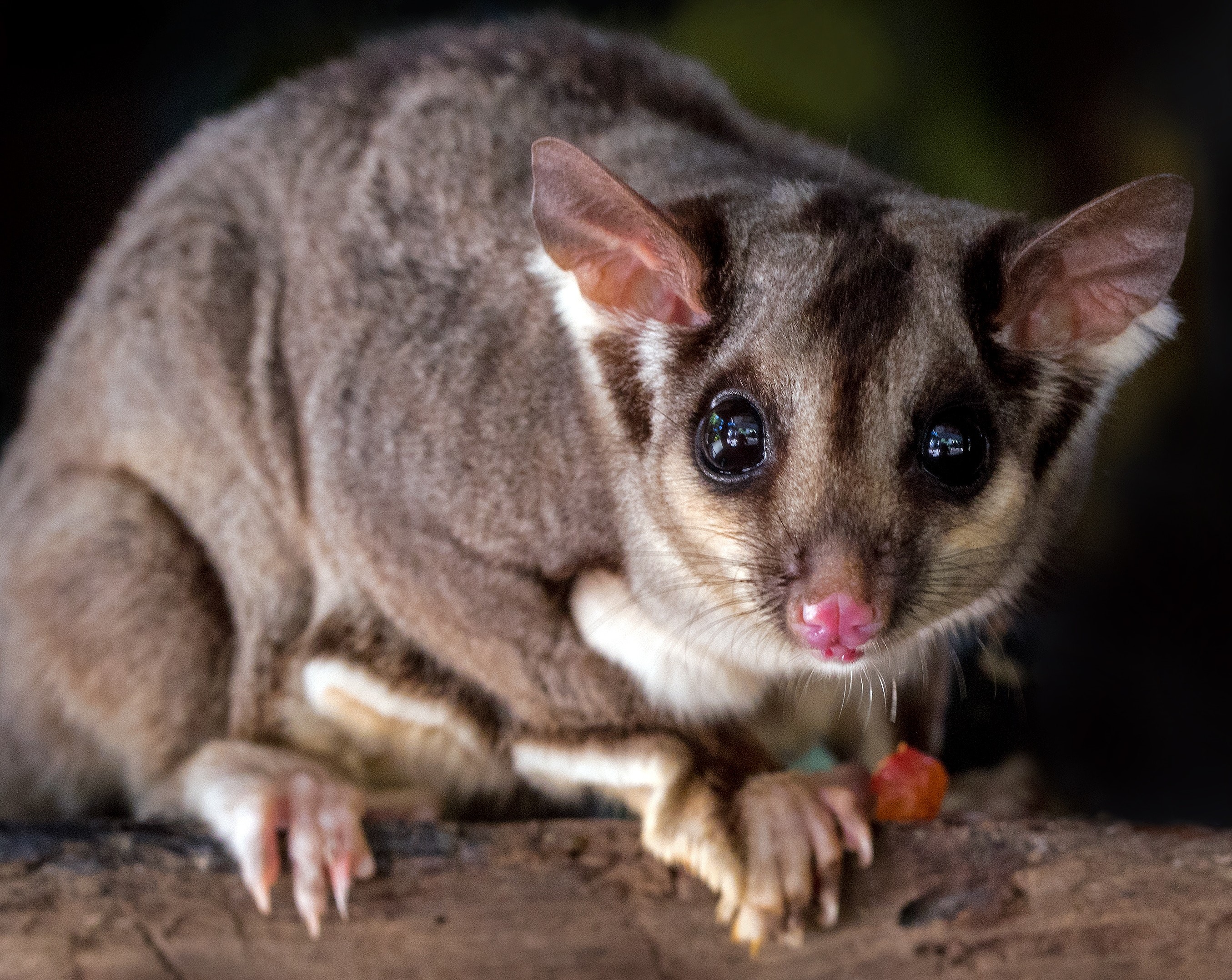 Australiens Tierwelt: Der Kurzkopfgleitbeutler - 08. Australian Squirrel GliDer DaviD CloDe E1525351025620