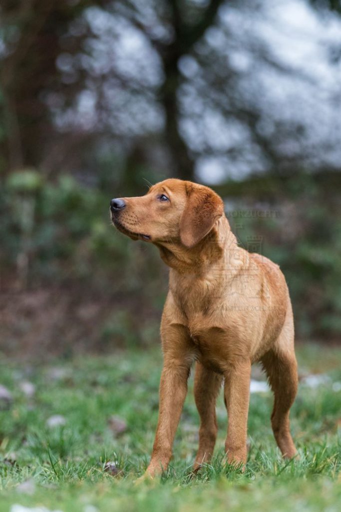 Labradorzucht Bayern Foxred Welpen