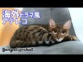 いろいろ ディズニー 猫 195848-ディズニー 猫 名前