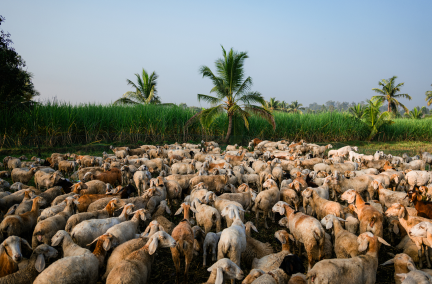 A herd of goats in rural India.