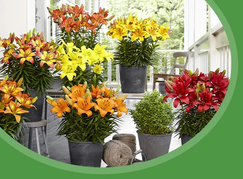 Katalog - Herbstblumenzwiebeln - Haus und Garten Austria