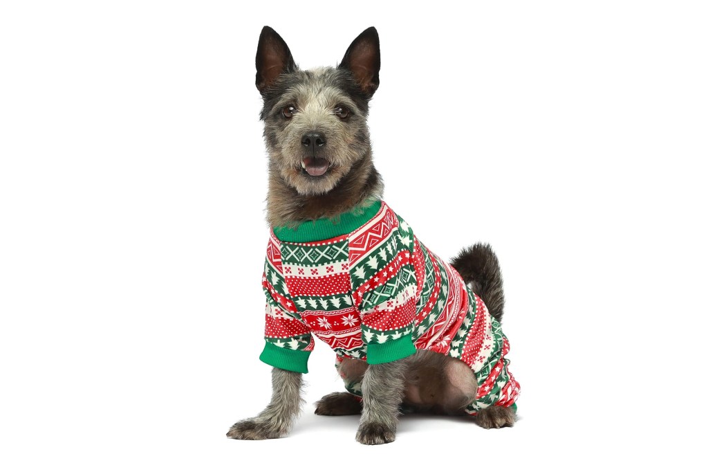 dog in Christmas pajamas