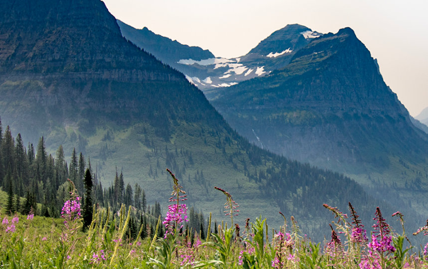 Mountainous landscape, with wildflowers in the foreground and misty, snow-covered peaks in the background. 