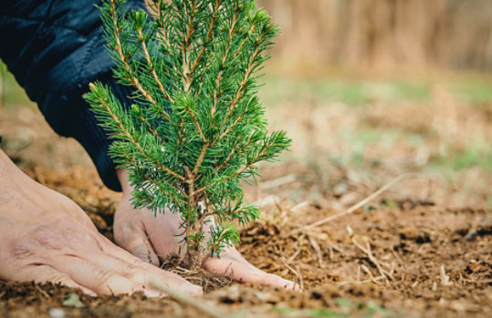 Close-up of hands planting a seedling.