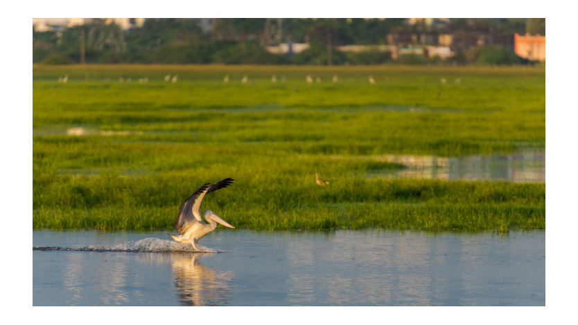 A pelican flying over an urban lake.