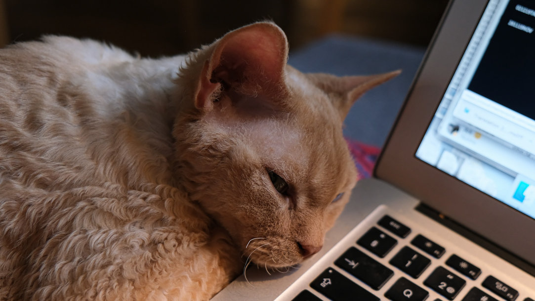 cat lays next to a computer