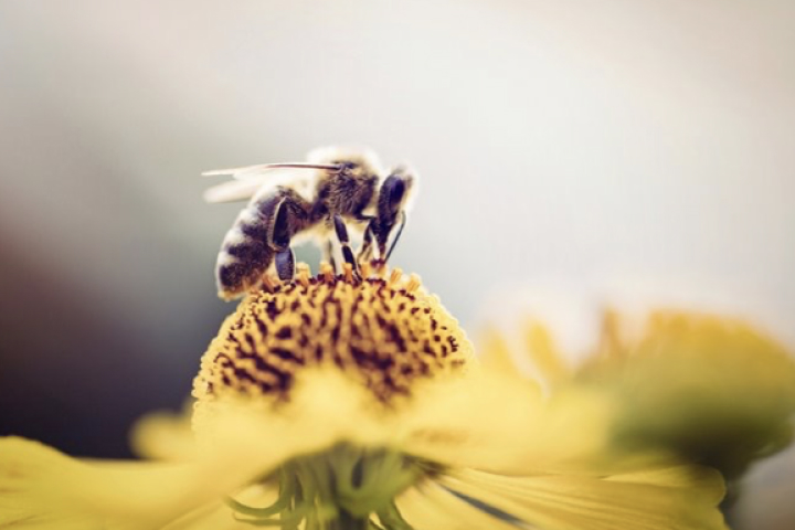 A bee collecting nectar from a yellow flower, showcasing detailed features of the bee and the flower's texture.