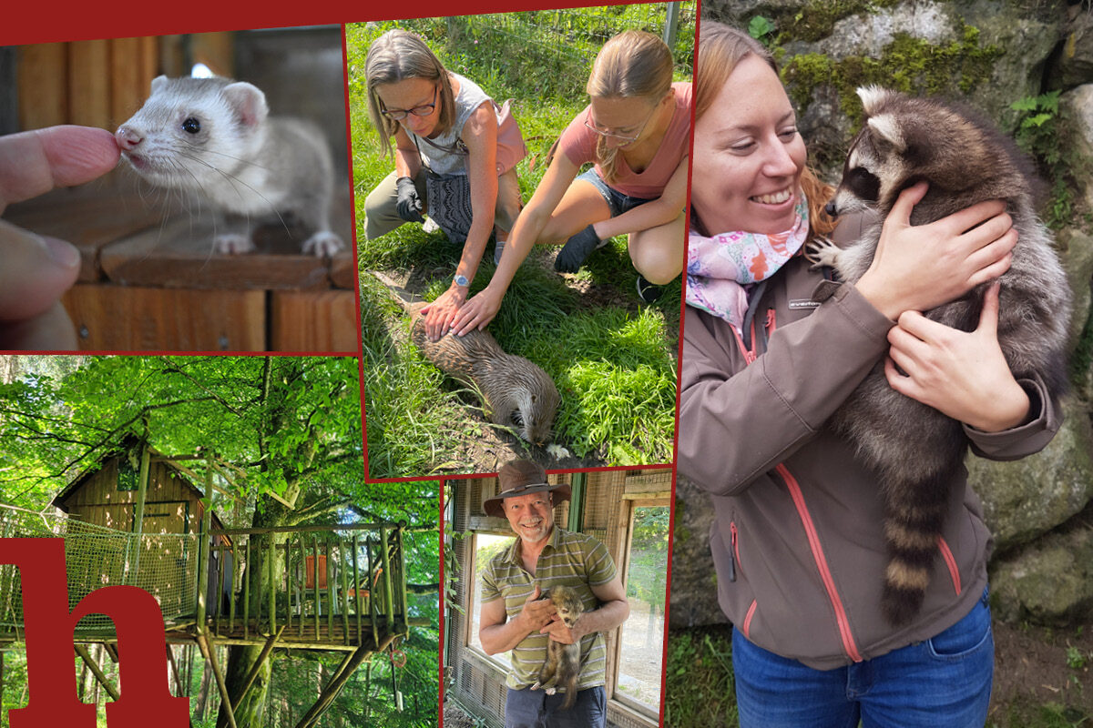 Tierpark Buchenberg in Waidhofen – mit Tieren auf Tuchfühlung