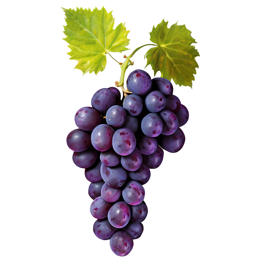 Wine Grape Png 05212024 PNG image