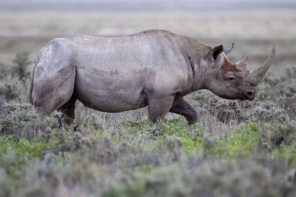 Black Rhinoceros