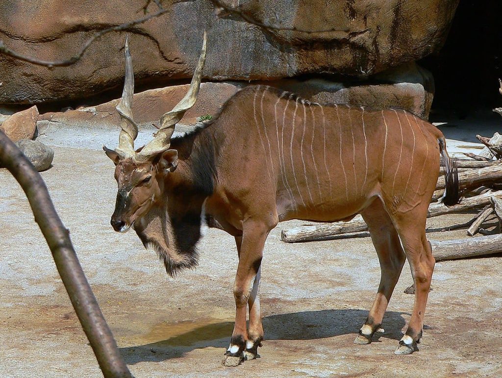 Giant Eland Antelope