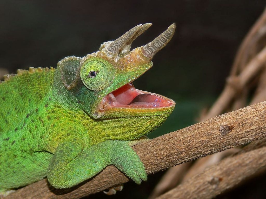 Jackson’s chameleon