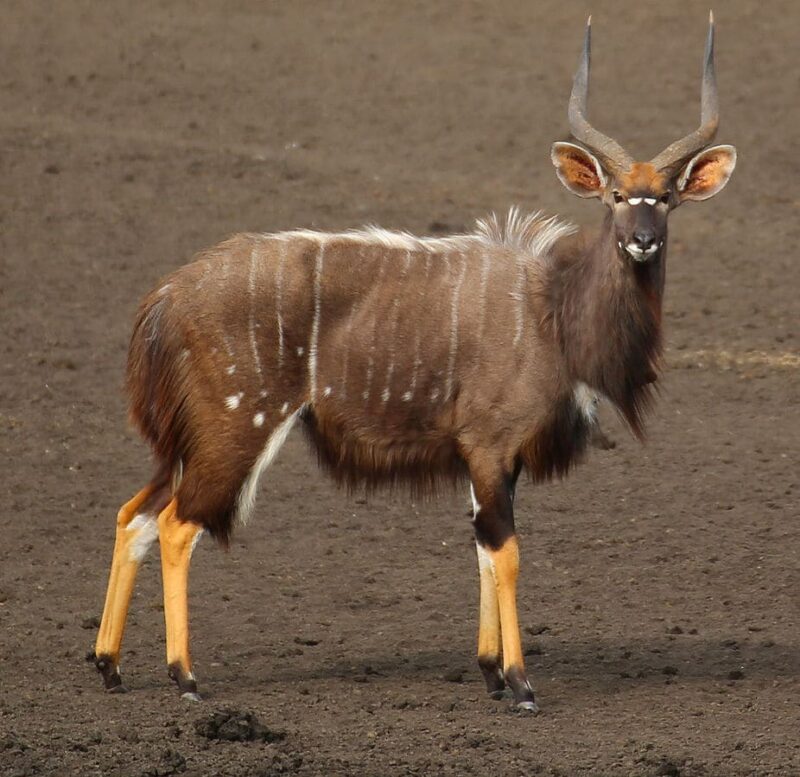 Nyala