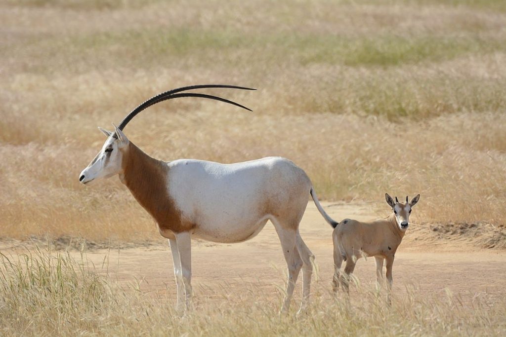 Scimitar-horned Oryx