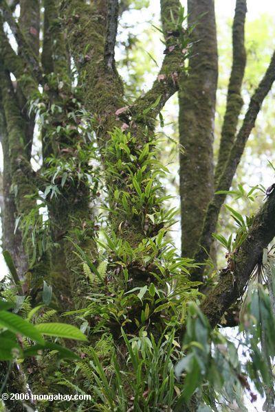 Foto: Orquídeas que crecen encima del tronco de un árbol en un bosque  colombiano de la nube