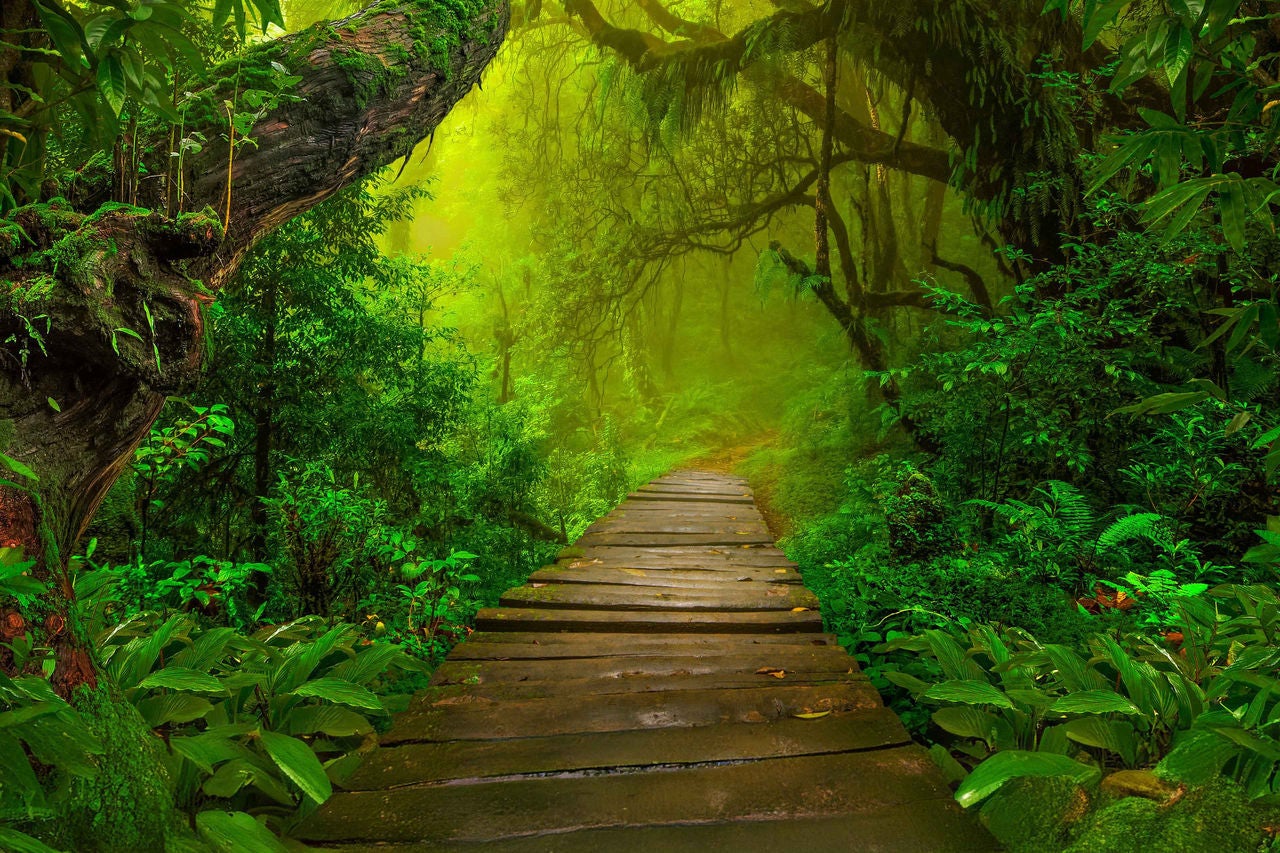 Asian-rainforest-jungle