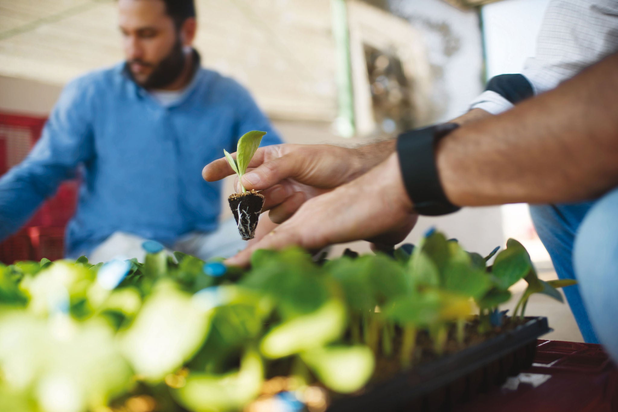 Brazilian farmers examining zucchini seedlings before planting