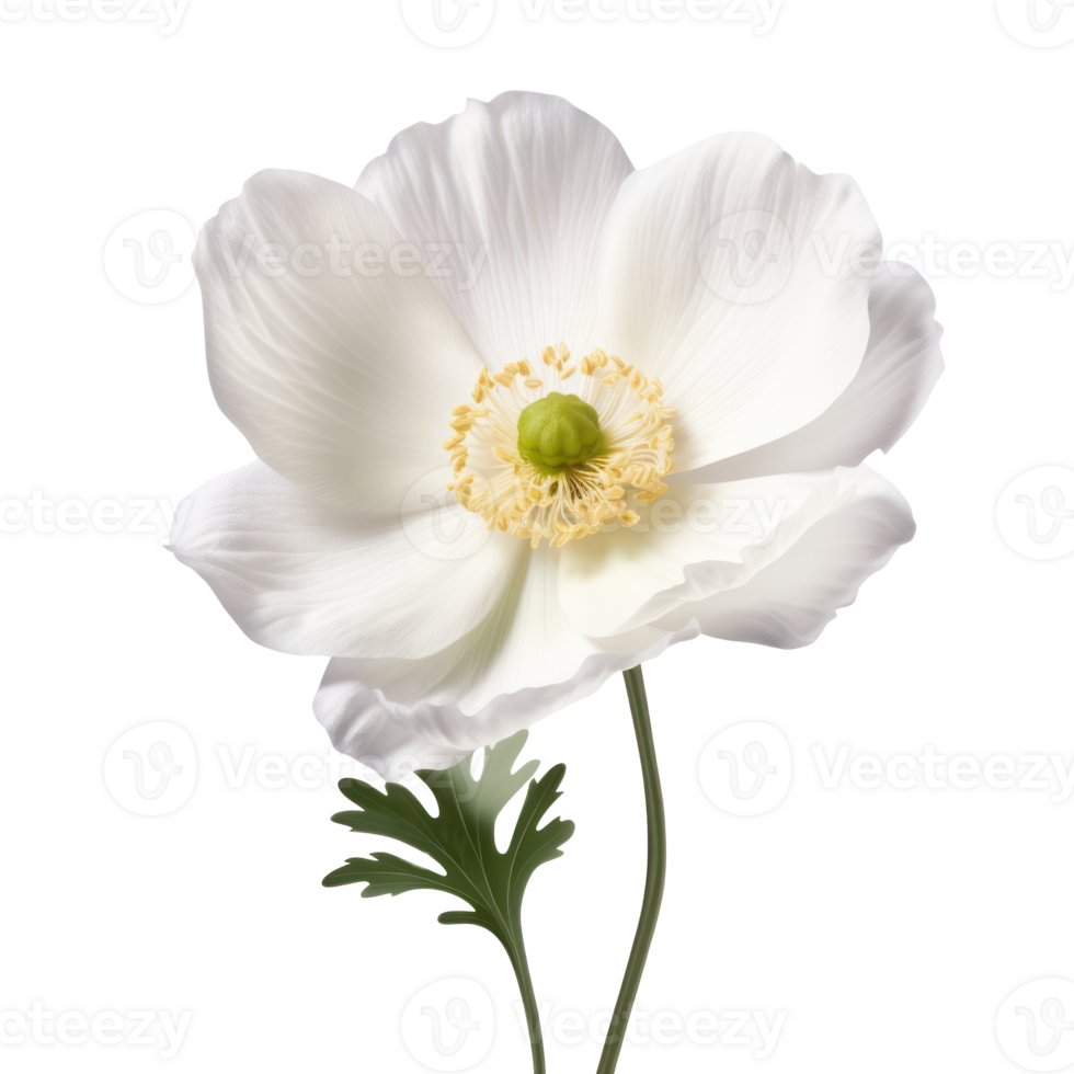 anemone flower on transparent background 46813568 PNG