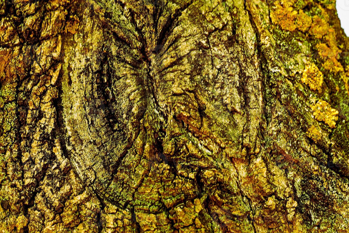 Golden light wrinkled bark of an old tree. Wooden background photo