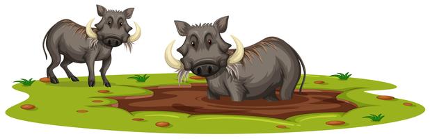 Two Boars Playing in Mud vector