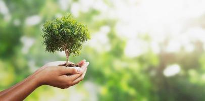 Hand holding a small tree  photo