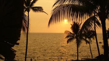 Palm tree silhouettes at sunset photo