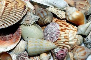 Sea shells at the beach photo