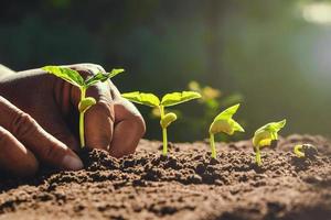 Farmer planting beans in garden photo