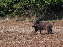 A running boar photo