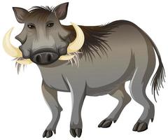 Front of wild boar in standing position on white background vector