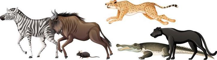 Group of wild african animal on white background vector