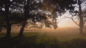 sol brillando a través de una línea de árboles en una mañana brumosa video