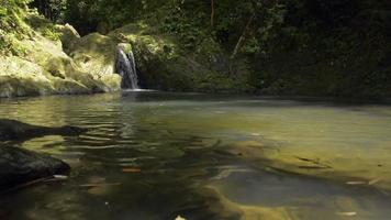 cascata fluindo sobre rochas através de plantas verdes video