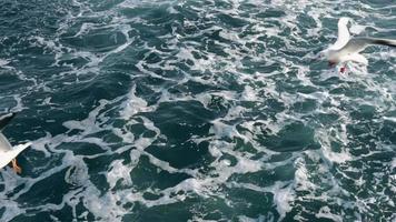 Seagulls Are Racing With Ship In Slow Motion video