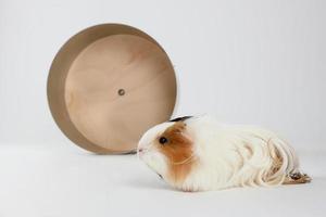 Guinea pig baby isolated on white background photo