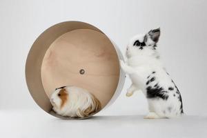 Little dwarf rabbit with guinea pig isolated on white photo