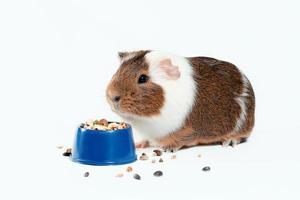 Guinea pig with food bowl photo