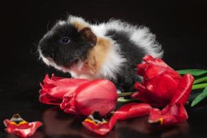 Guinea pig and tulips photo