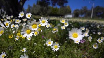 White Daisy Flower in Nature video