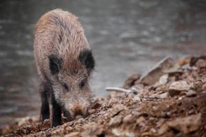 Portrait of Wild boar photo