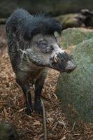 Visayan warty pig photo