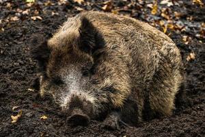 Wild boar in the forest photo