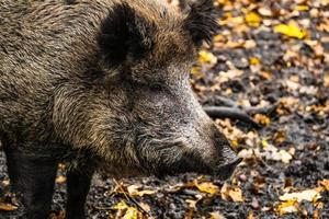 Wild boar in the forest photo