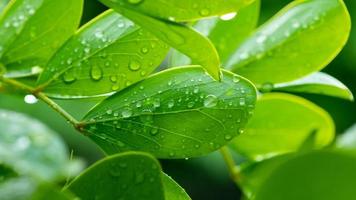 Water on leave background, Green leaf nature photo