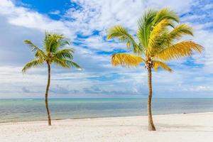 Coconut tree on a white sand beach. photo